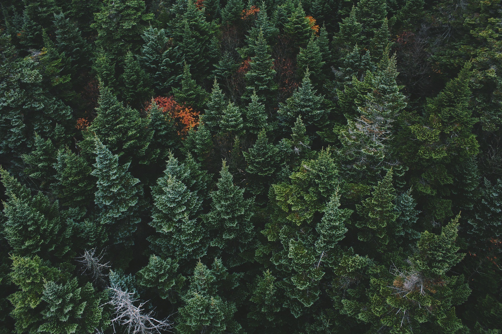 Forest
